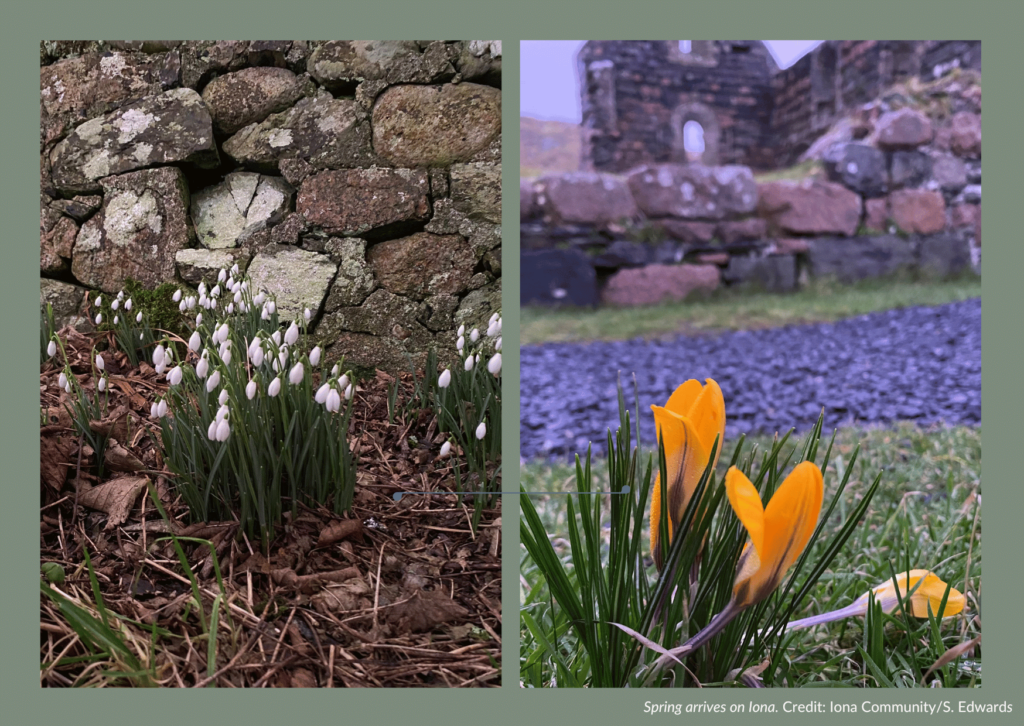 Snowdrops and Crocuses on Iona