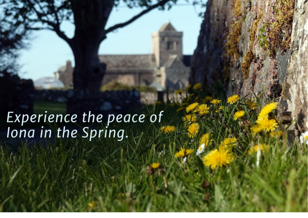 Solitude on Iona. Flowers and the Abbey in the distance.