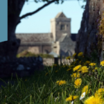 Iona Abbey in the distance with yellow flowers in the foreground