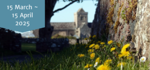 Iona Abbey in the distance with yellow flowers in the foreground