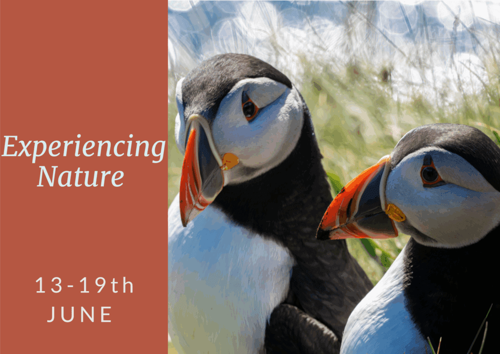 Experiencing Nature and two puffins.