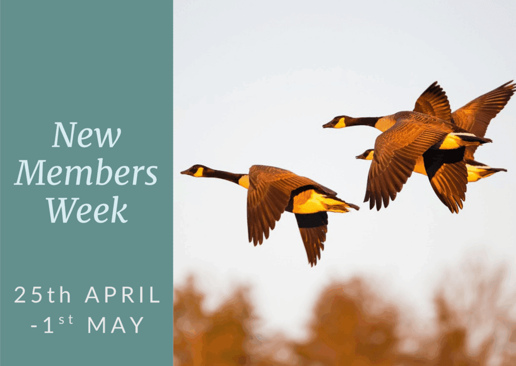 Canada geese flying towards New Members Week