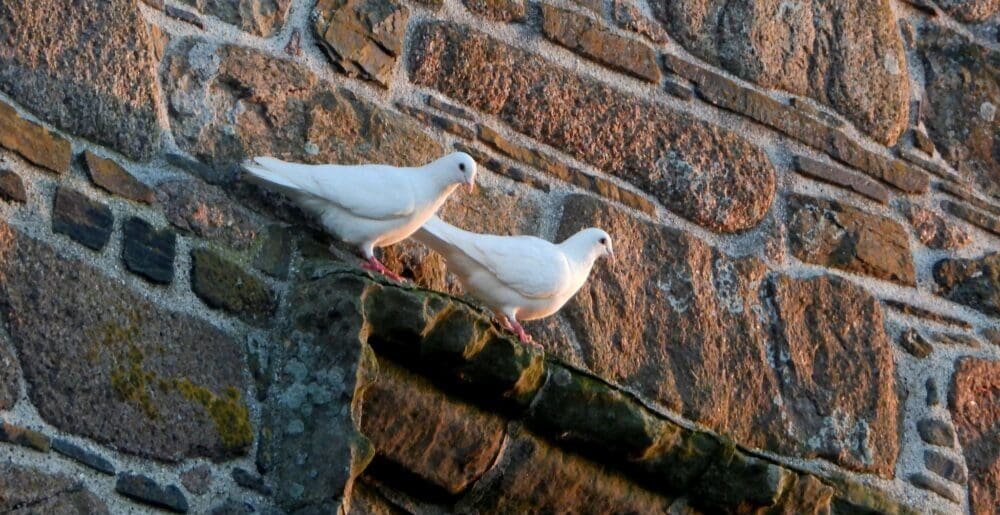 In November's Sounds of Iona, Martin Scott, considers how Jesus models what it takes to be a good deputy.